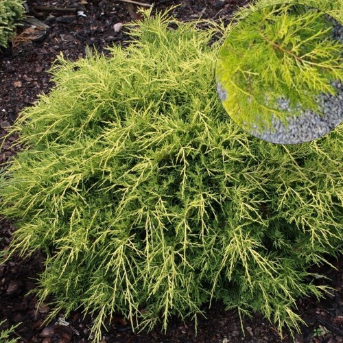 Juniperus x pfitzeriana 'Old Gold' - Pfitzeri kadakas 'Old Gold'